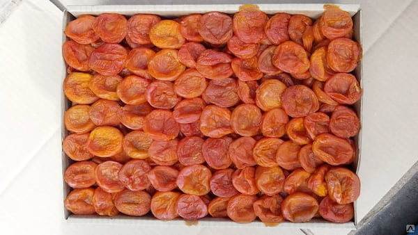 تصویر 2 از فروش الو بخارا نیشابور ارگانیک + قیمت خرید به صرفه
